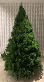 Fresh Cut Christmas Trees